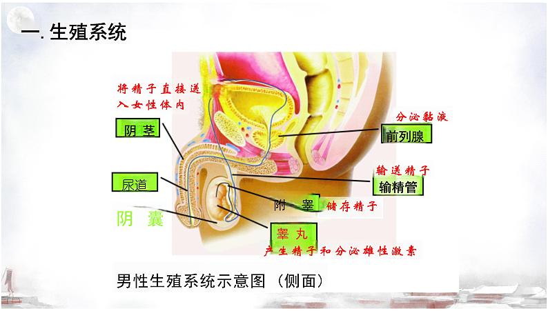 4.1.2+人的生殖课件2023-2024年人教版初中生物下册第4页