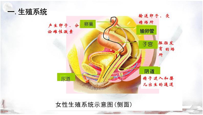 4.1.2+人的生殖课件2023-2024年人教版初中生物下册第7页