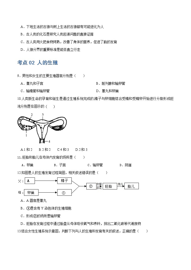 专题09 人的由来（练习）-2024年中考生物一轮复习课件+练习+测试（全国通用）03