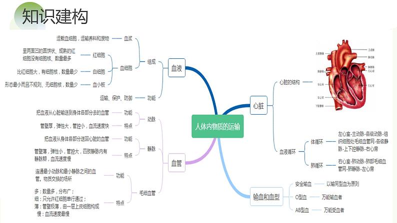 专题12+人体内物质的运输（课件）+-2024年中考生物一轮复习课件+练习+测试（全国通用）08