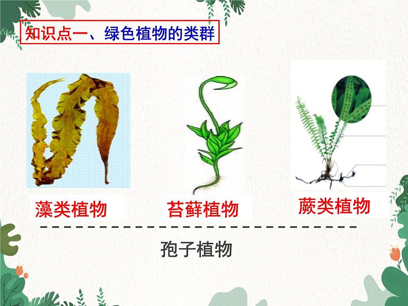 济南版生物七年级上册 第二单元第一章 生物圈中的绿色植物复习课件第4页