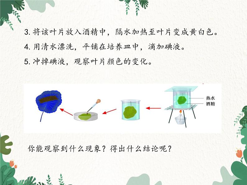 济南版生物七年级上册 第二单元第一章第三节绿色植物的光合作用课件07