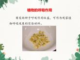 濟(jì)南版生物七年級(jí)上冊(cè) 第二單元第一章第四節(jié)綠色植物的呼吸作用課件