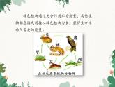 济南版生物七年级上册 第二单元第一章第五节绿色植物在生物圈中的作用课件