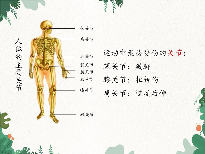 济南版生物七年级上册 第二单元第二章第三节动物的运动课件08