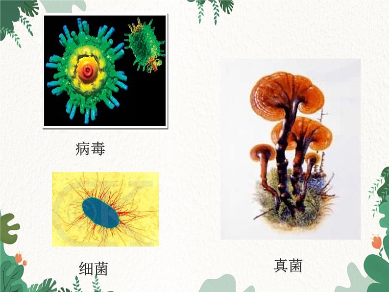 济南版生物七年级上册 第二单元第三章 生物圈中的微生物复习课件第2页