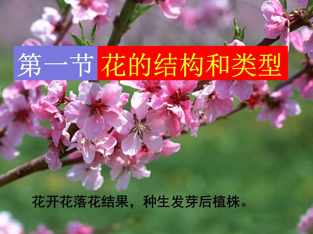 2024年中考生物专题复习课件：绿色开花植物的一生第2页