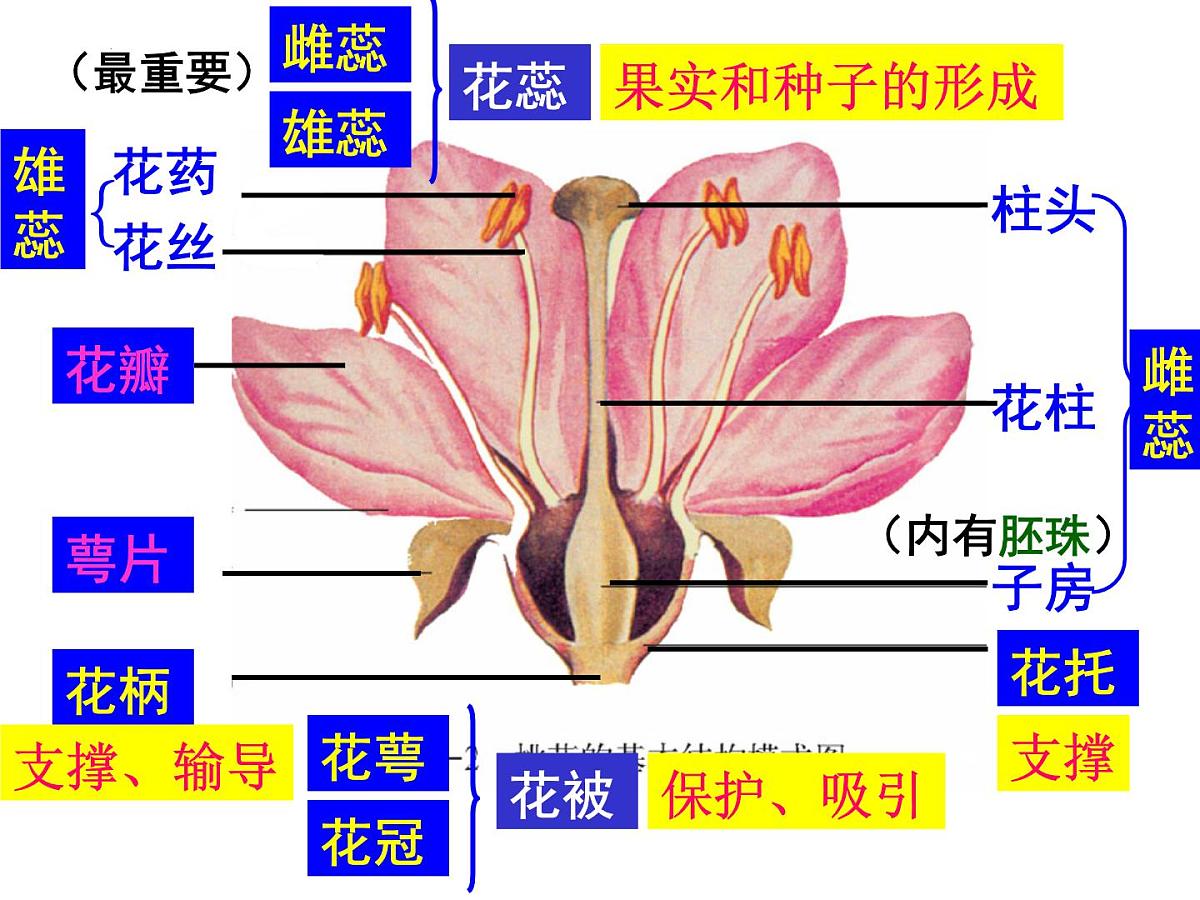 2024年中考生物专题复习课件：绿色开花植物的一生第3页