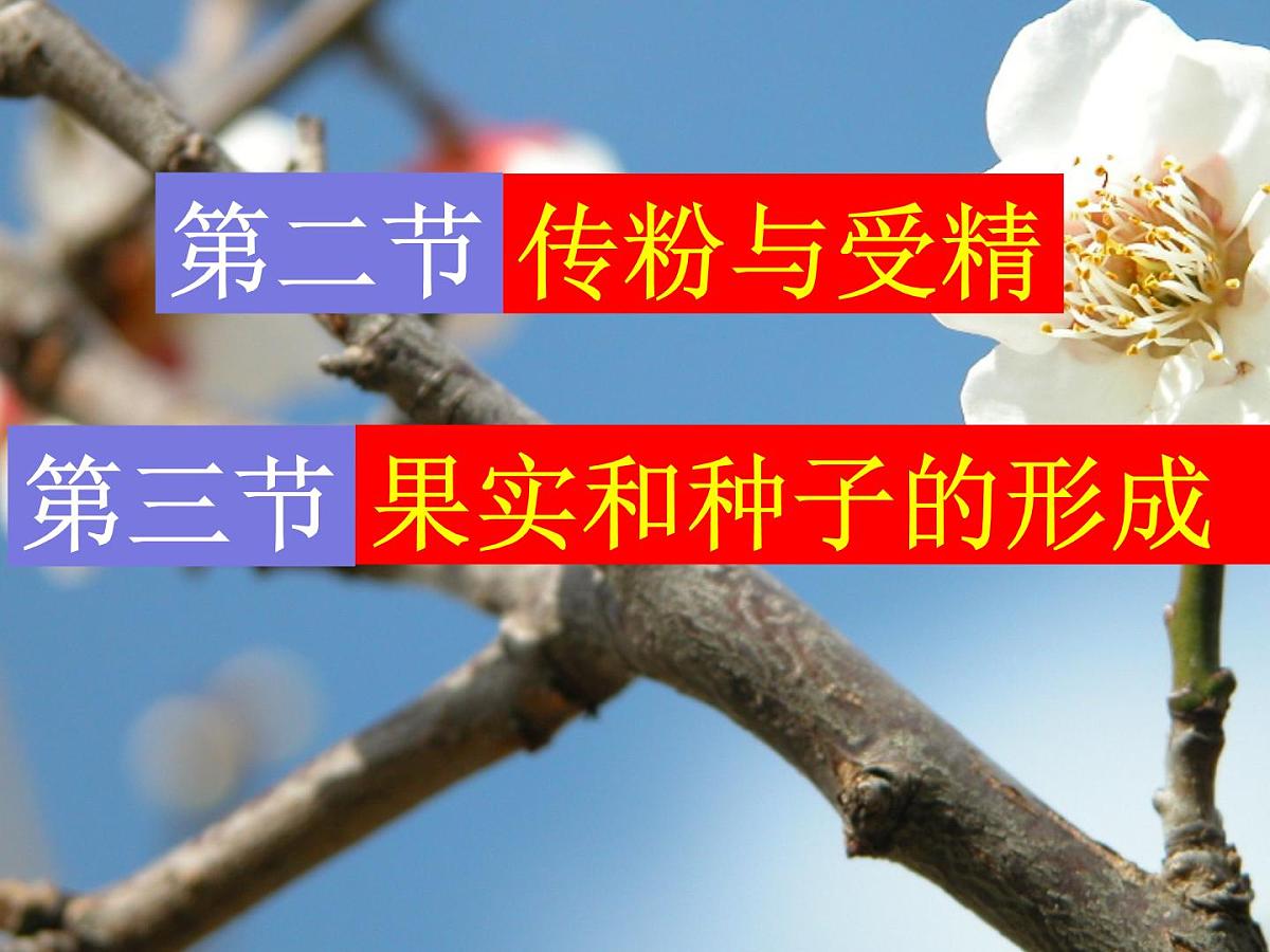 2024年中考生物专题复习课件：绿色开花植物的一生第5页