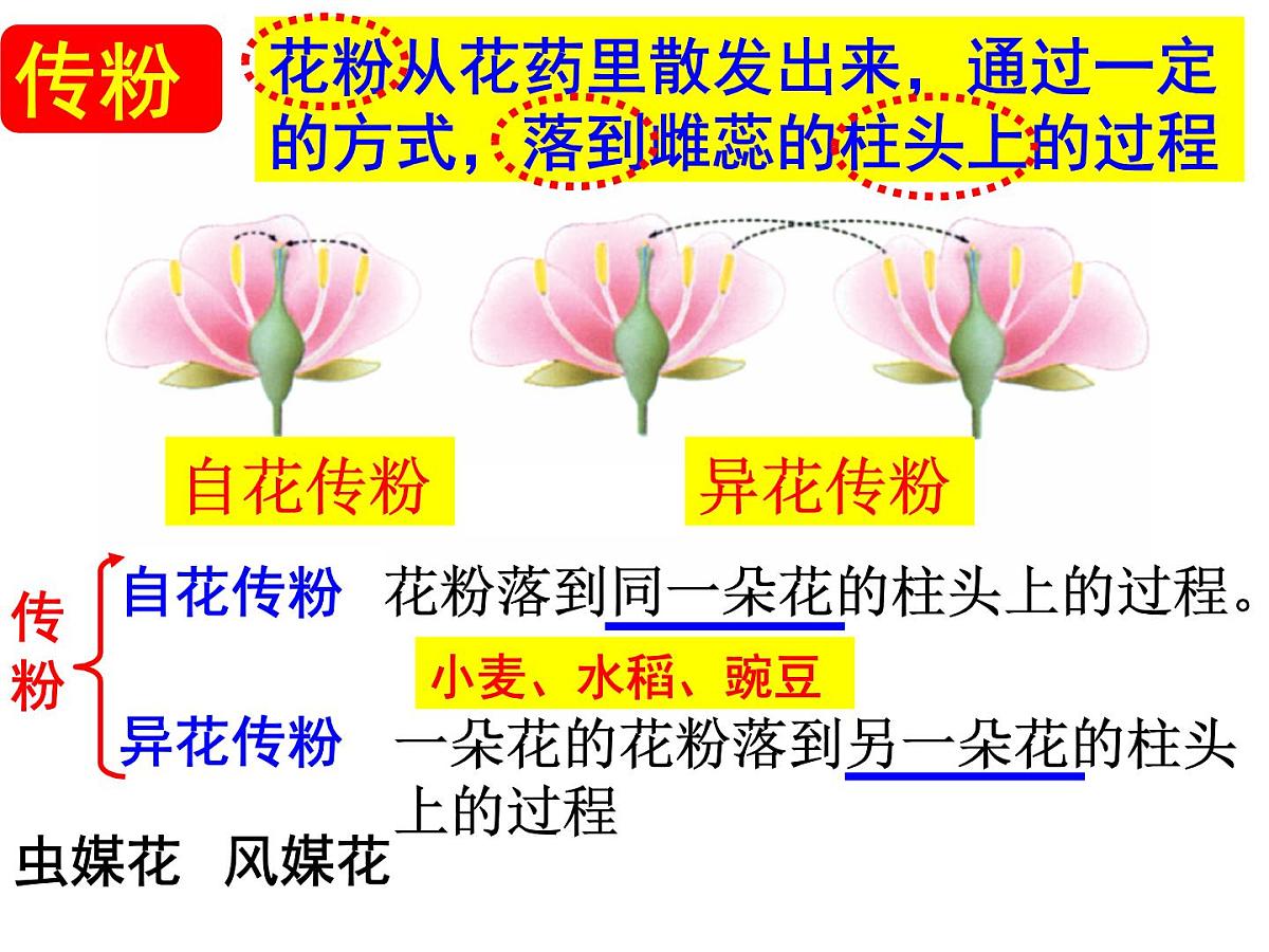 2024年中考生物专题复习课件：绿色开花植物的一生第6页