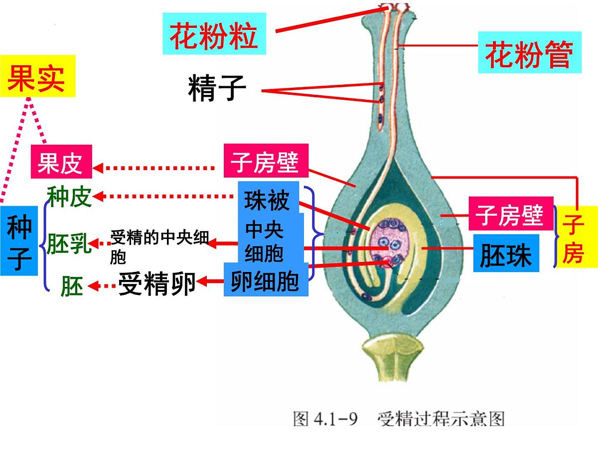 2024年中考生物专题复习课件：绿色开花植物的一生第7页