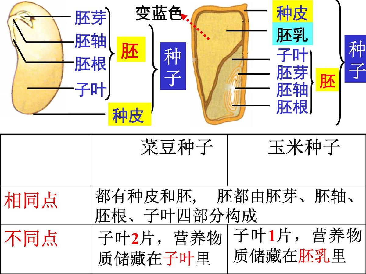 2024年中考生物专题复习课件：绿色开花植物的一生第8页