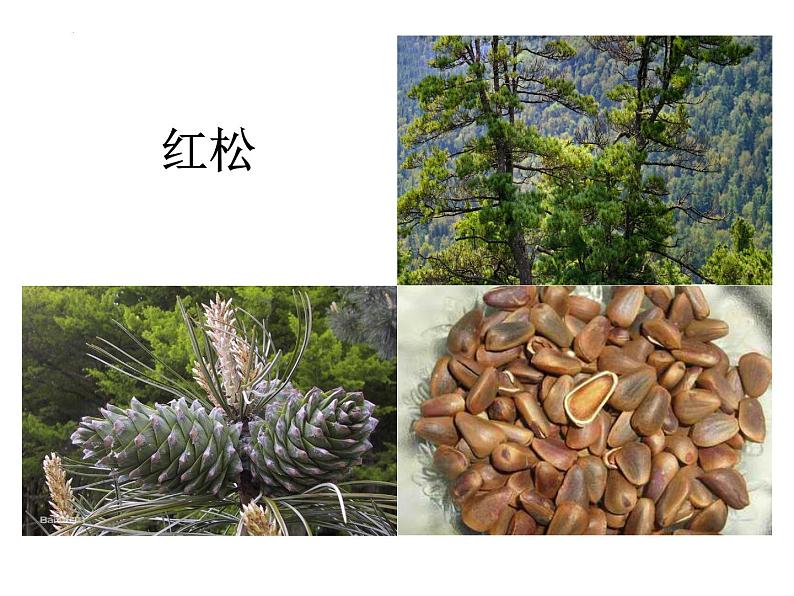 13.4++植物（裸子和被子植物）课件-2023-2024学年京改版生物八年级下册第3页