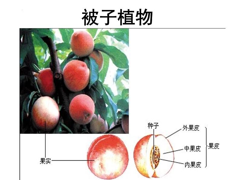 13.4++植物（裸子和被子植物）课件-2023-2024学年京改版生物八年级下册第4页