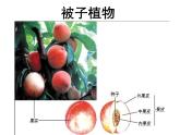 13.4++植物（裸子和被子植物）课件-2023-2024学年京改版生物八年级下册