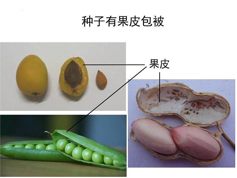 13.4++植物（裸子和被子植物）课件-2023-2024学年京改版生物八年级下册第5页