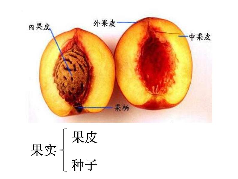 13.4++植物（裸子和被子植物）课件-2023-2024学年京改版生物八年级下册第6页