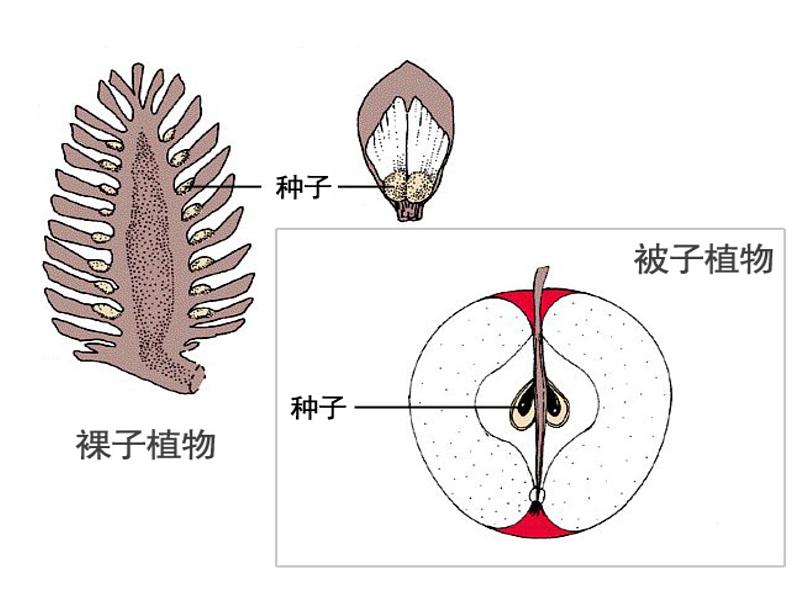 13.4++植物（裸子和被子植物）课件-2023-2024学年京改版生物八年级下册第7页