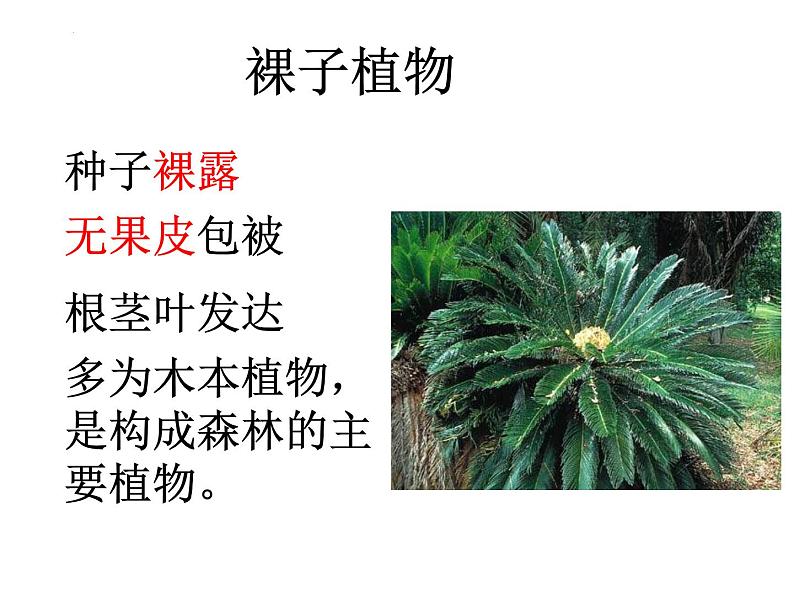 13.4++植物（裸子和被子植物）课件-2023-2024学年京改版生物八年级下册第8页