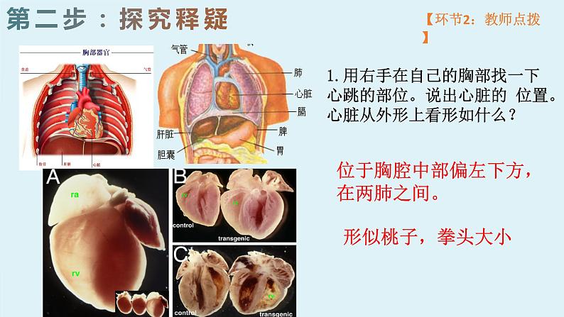 4.4.3++输送血液的泵--心脏（1）课件-2023--2024学年人教版生物七年级下册第5页