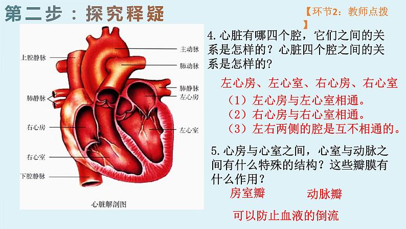 4.4.3++输送血液的泵--心脏（1）课件-2023--2024学年人教版生物七年级下册第7页