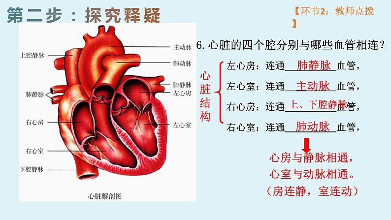 4.4.3++输送血液的泵--心脏（1）课件-2023--2024学年人教版生物七年级下册第8页