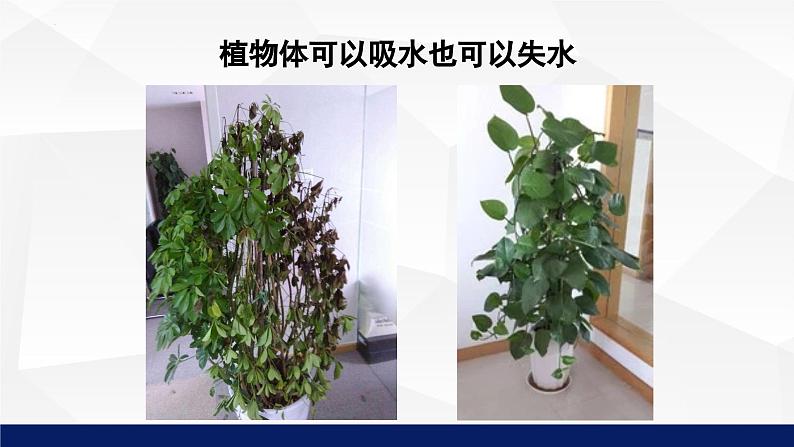 5.3++吸收作用++课件-2023-2024学年北师大版生物七年级上册第7页