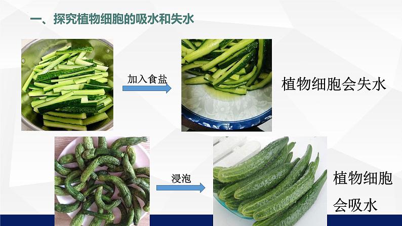 5.3++吸收作用++课件-2023-2024学年北师大版生物七年级上册第8页