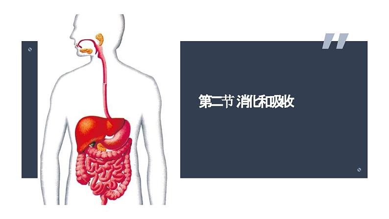 4.2.2++消化和吸收++课件-2023-2024学年人教版生物七年级下册第1页