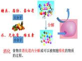 4.2.2++消化和吸收++课件-2023-2024学年人教版生物七年级下册