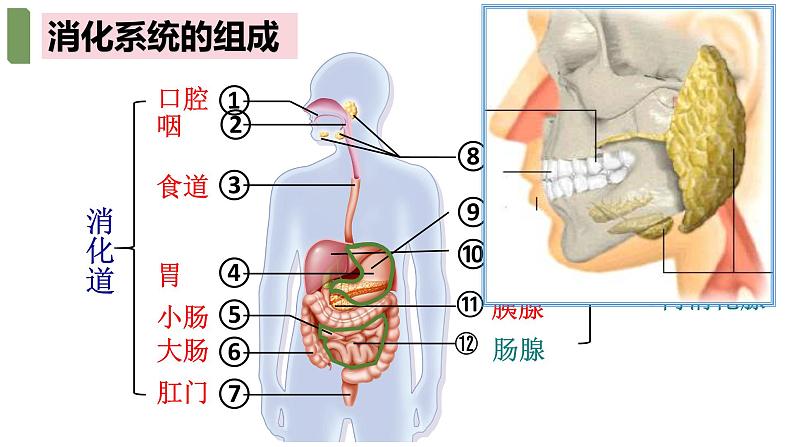 4.2.2++消化和吸收++课件-2023-2024学年人教版生物七年级下册第4页