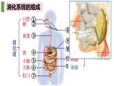 4.2.2++消化和吸收++课件-2023-2024学年人教版生物七年级下册