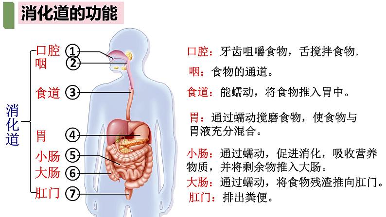 4.2.2++消化和吸收++课件-2023-2024学年人教版生物七年级下册第5页