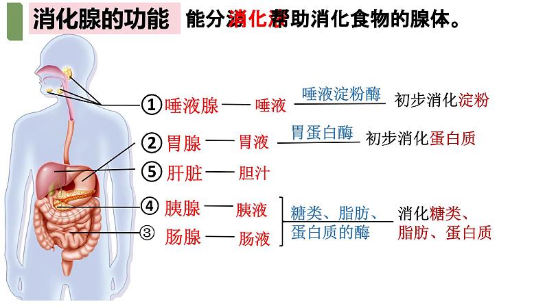 4.2.2++消化和吸收++课件-2023-2024学年人教版生物七年级下册第6页