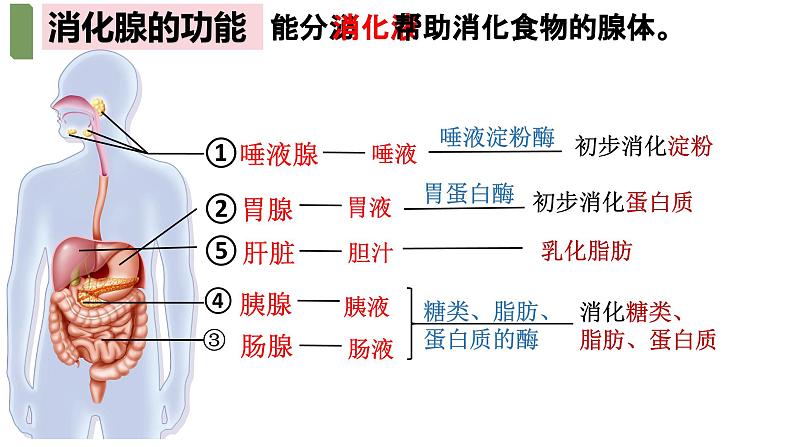 4.2.2++消化和吸收++课件-2023-2024学年人教版生物七年级下册第8页