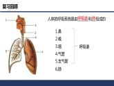 4.3.2++发生在肺内的气体交换（第1课时）课件-2023-2024学年人教版生物七年级登下册