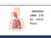 4.3.2++发生在肺内的气体交换（第1课时）课件-2023-2024学年人教版生物七年级登下册