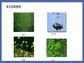 22.3++植物的主要类群（第1课时）课件-2023-2024学年北师大版生物八年级下册