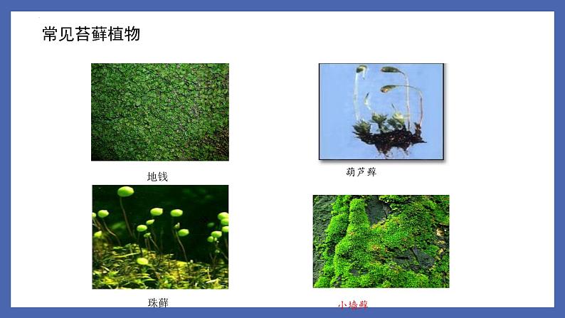 22.3++植物的主要类群（第1课时）课件-2023-2024学年北师大版生物八年级下册第3页