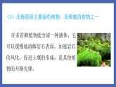 22.3++植物的主要类群（第1课时）课件-2023-2024学年北师大版生物八年级下册