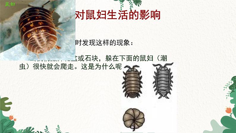 人教版生物七年级上册 1.2.1 生物与环境的关系课件06