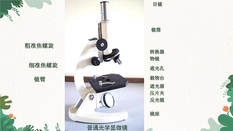 人教版生物七年级上册 2.1.1  练习使用显微镜课件05