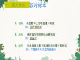 人教版生物七年级上册 2.1.2 植物细胞课件