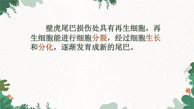 人教版生物七年级上册 2.2.1 细胞通过分裂产生新细胞课件第5页