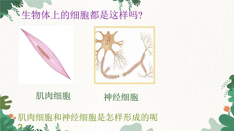 人教版生物七年级上册 2.2.2 动物体的结构层次课件第7页