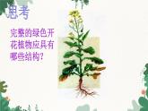 人教版生物七年级上册 2.2.3 植物体的结构层次课件