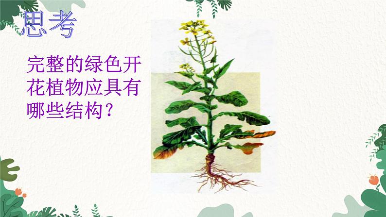 人教版生物七年级上册 2.2.3 植物体的结构层次课件05