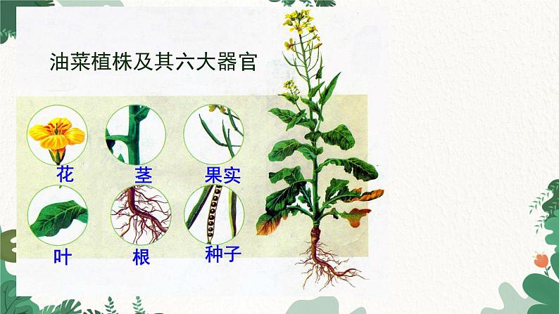 人教版生物七年级上册 2.2.3 植物体的结构层次课件06