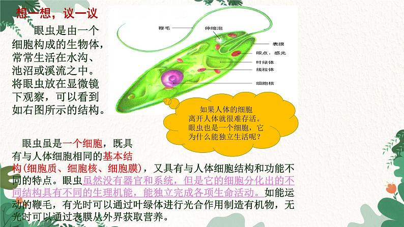 人教版生物七年级上册 2.2.4 单细胞生物课件第3页