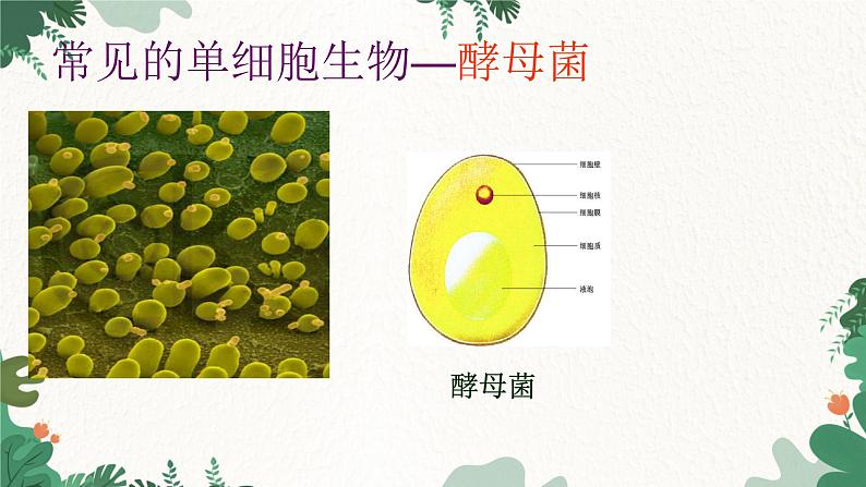 人教版生物七年级上册 2.2.4 单细胞生物课件第6页